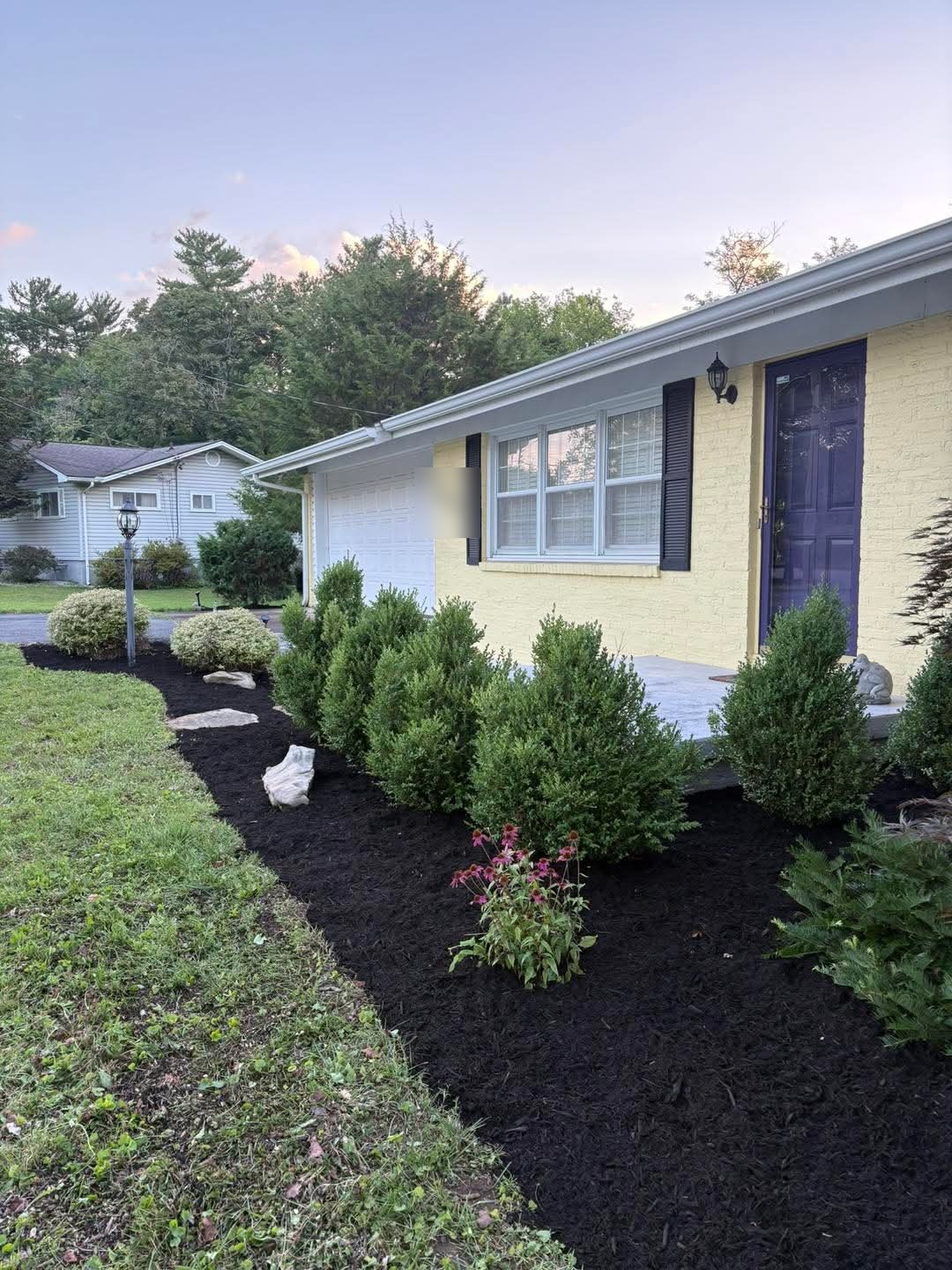 A new black mulch bed with shrubs and coneflowers along a yellow house